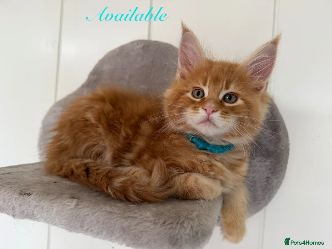 Maine Coon cats for sale: First kittens of GCCF Maine coon Champ for sale  - Advert 1
