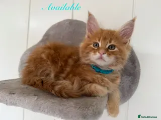 Maine Coon cats for sale: First kittens of GCCF Maine coon Champ for sale - Advert 2