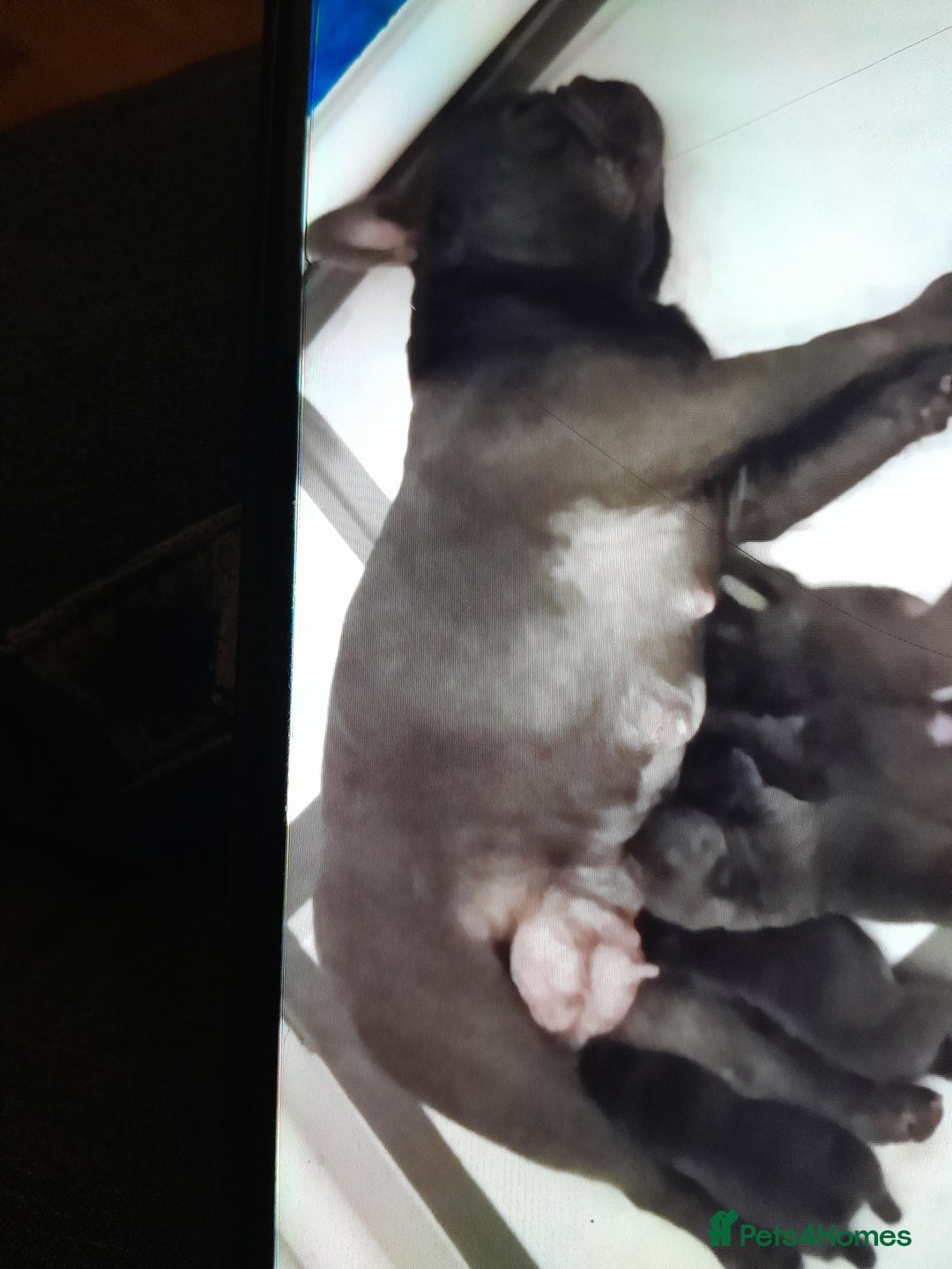 French Bulldog dogs for sale: Quality World class French bulldogs !!!! - Image 11