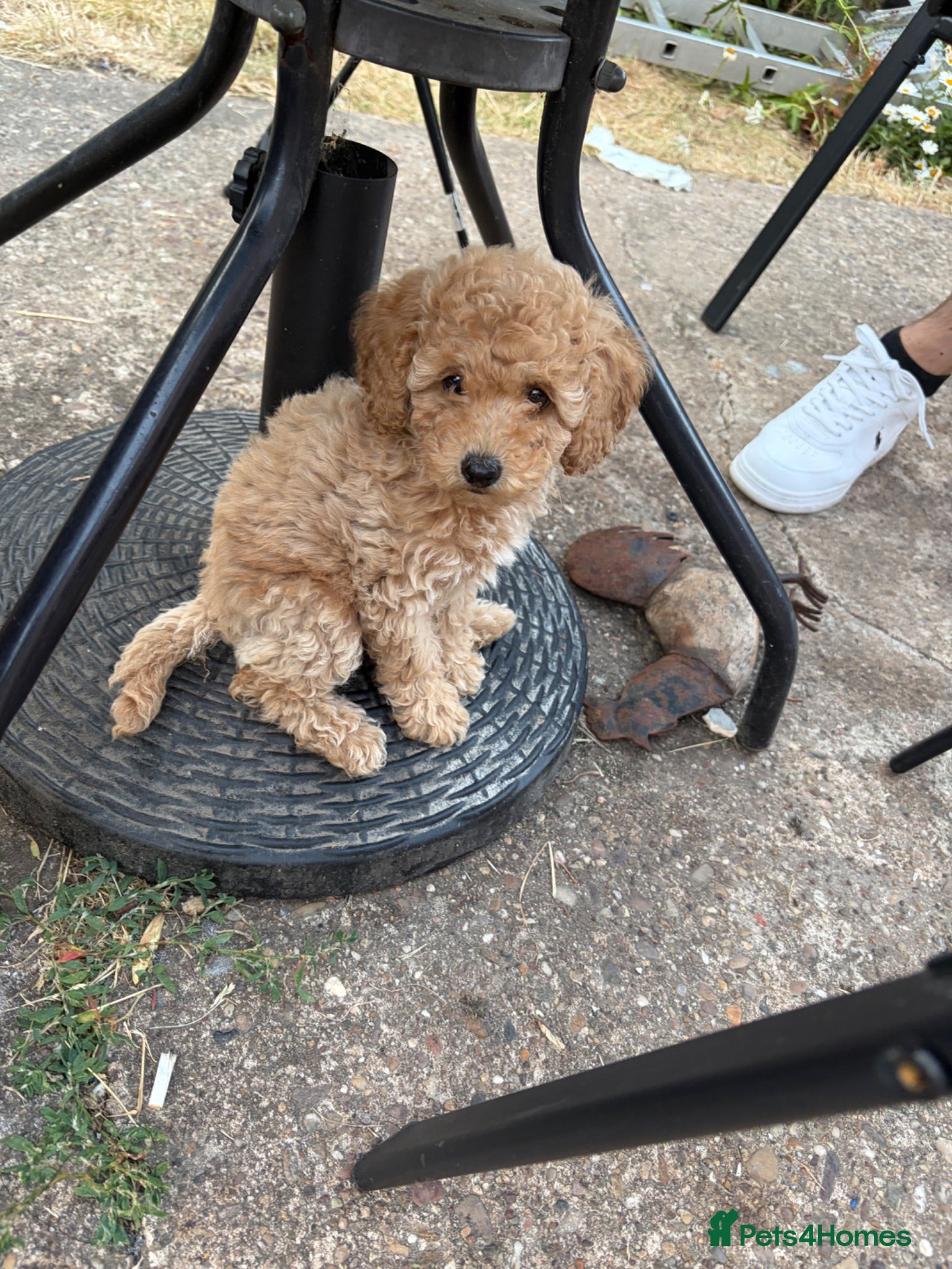 Toy Poodle dogs extensively health tested Stunning toy poodles  - Advert 4