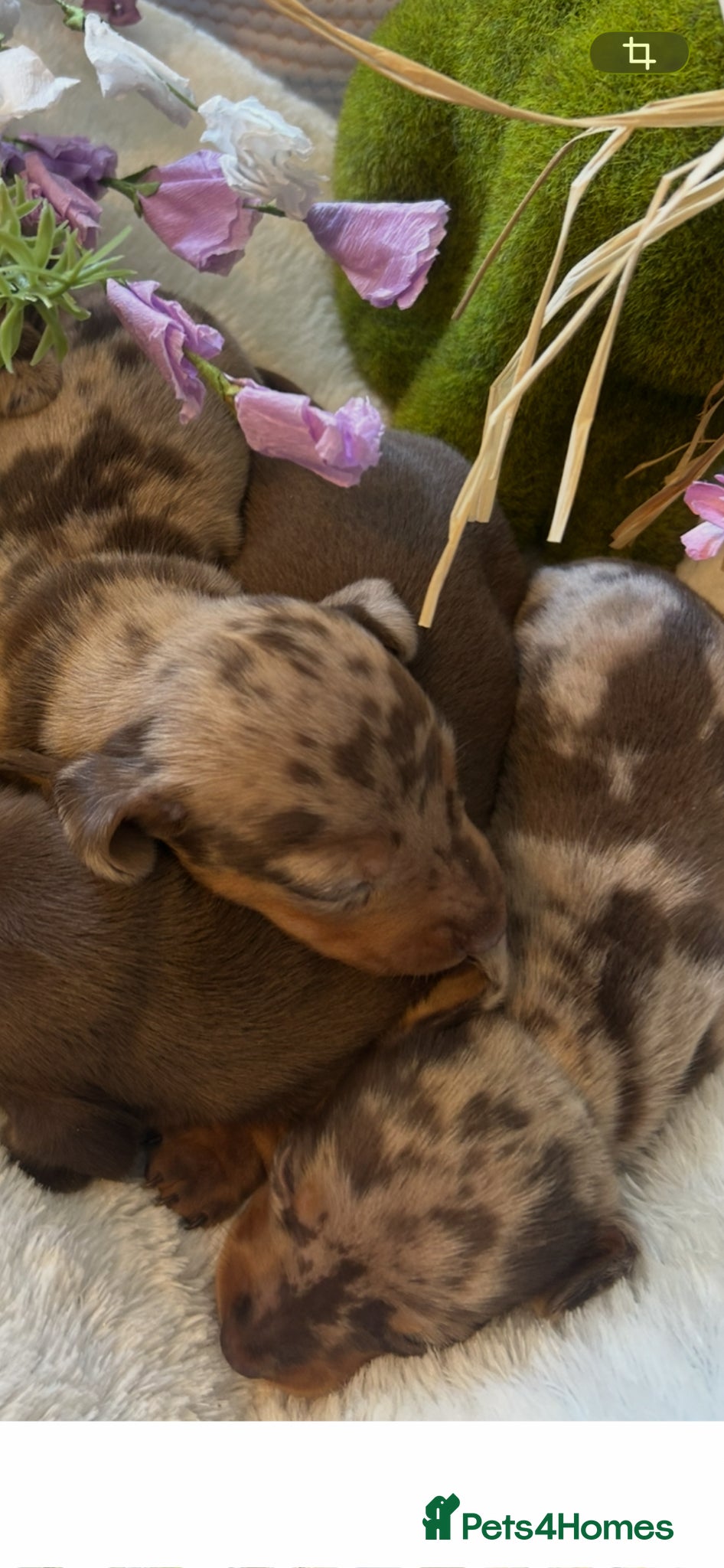 Dachshund dogs Delilah’s puppies - Advert 1