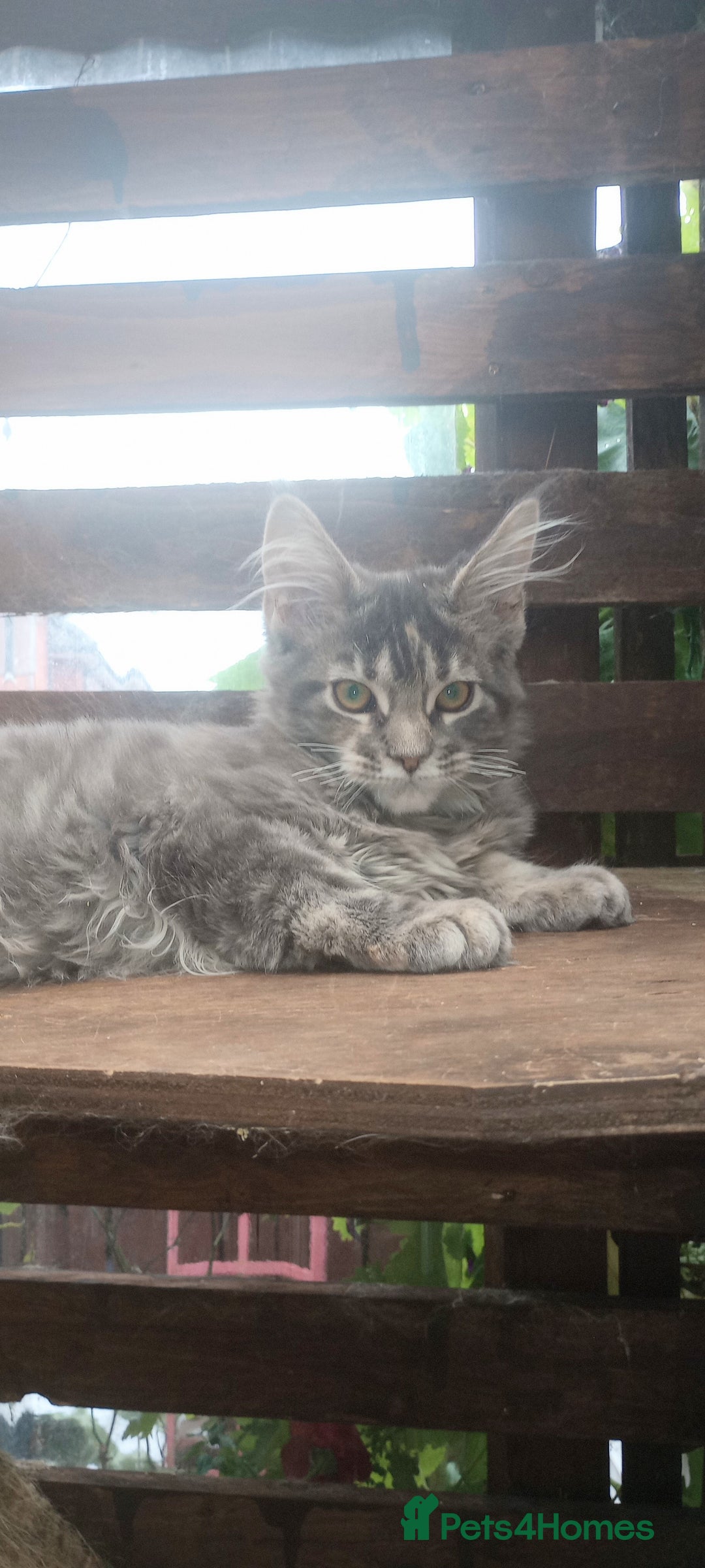 Maine Coon cats for sale: Maine coon purebred pedigre xl in Barnsley - Image 21