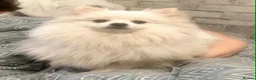 Pomeranian dogs for sale: KC Registered Pomeranian Female beautiful dog - Advert 3