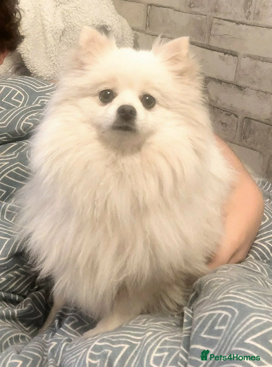 Pomeranian dogs for sale: KC Registered Pomeranian Female beautiful dog - Advert 3