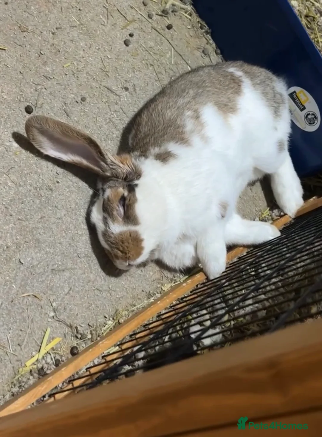French Lop rabbits for sale: Male Lop in Tunbridge Wells - Advert 2