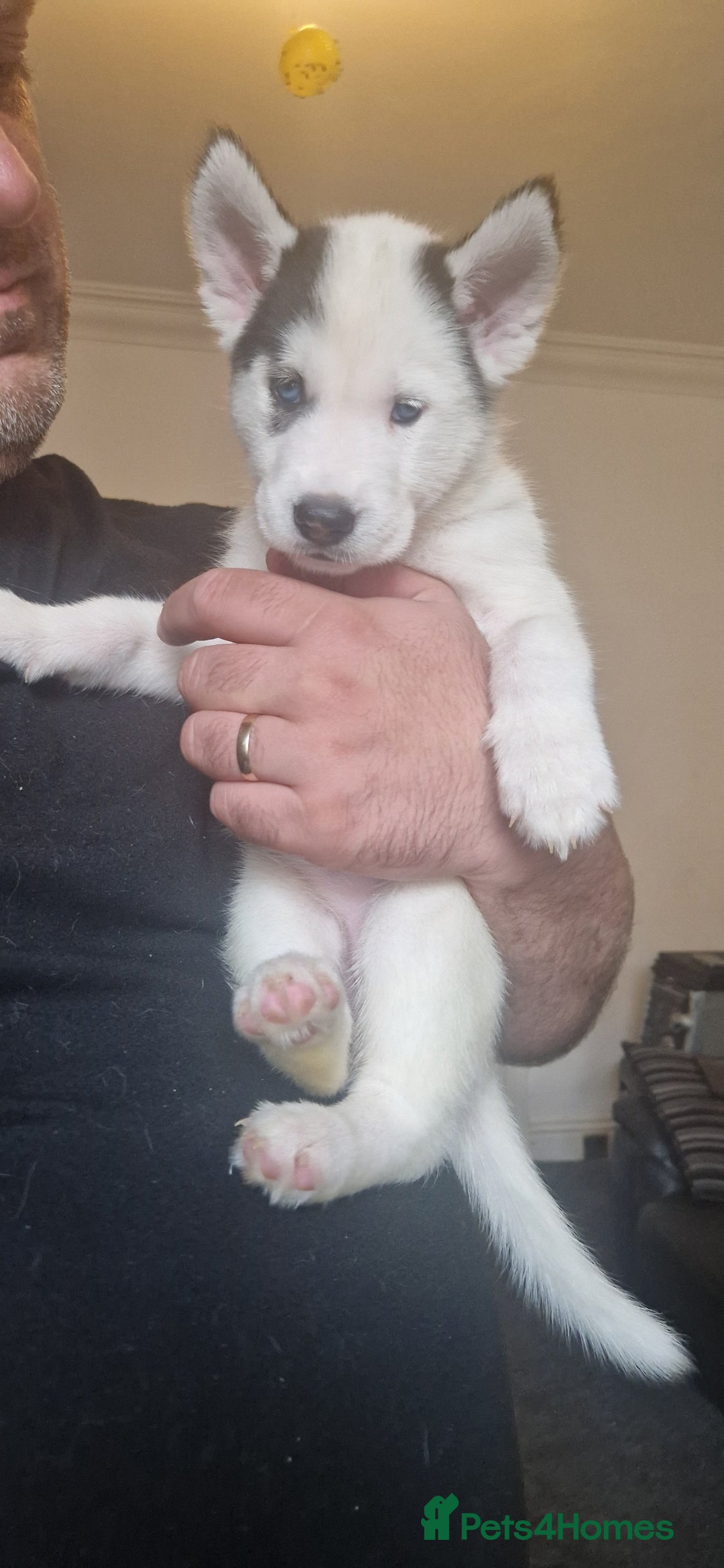 Siberian Husky dogs for sale: Siberian husky puppies  - Image 2