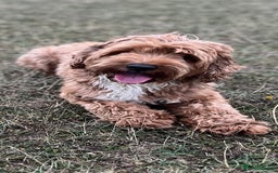 Goldendoodle dogs for stud: Rutlands Lil Cookie Cutter from Australia health T in Bedford - Image 2