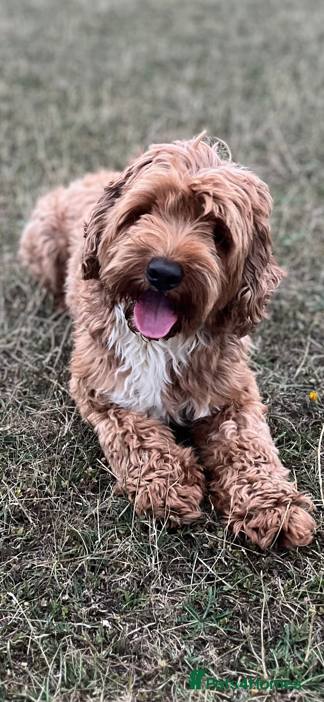 Goldendoodle dogs for stud: Rutlands Lil Cookie Cutter from Australia health T in Bedford - Image 2