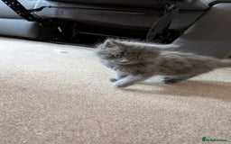 British Shorthair cats for sale: 2 female kittens available  - Image 1