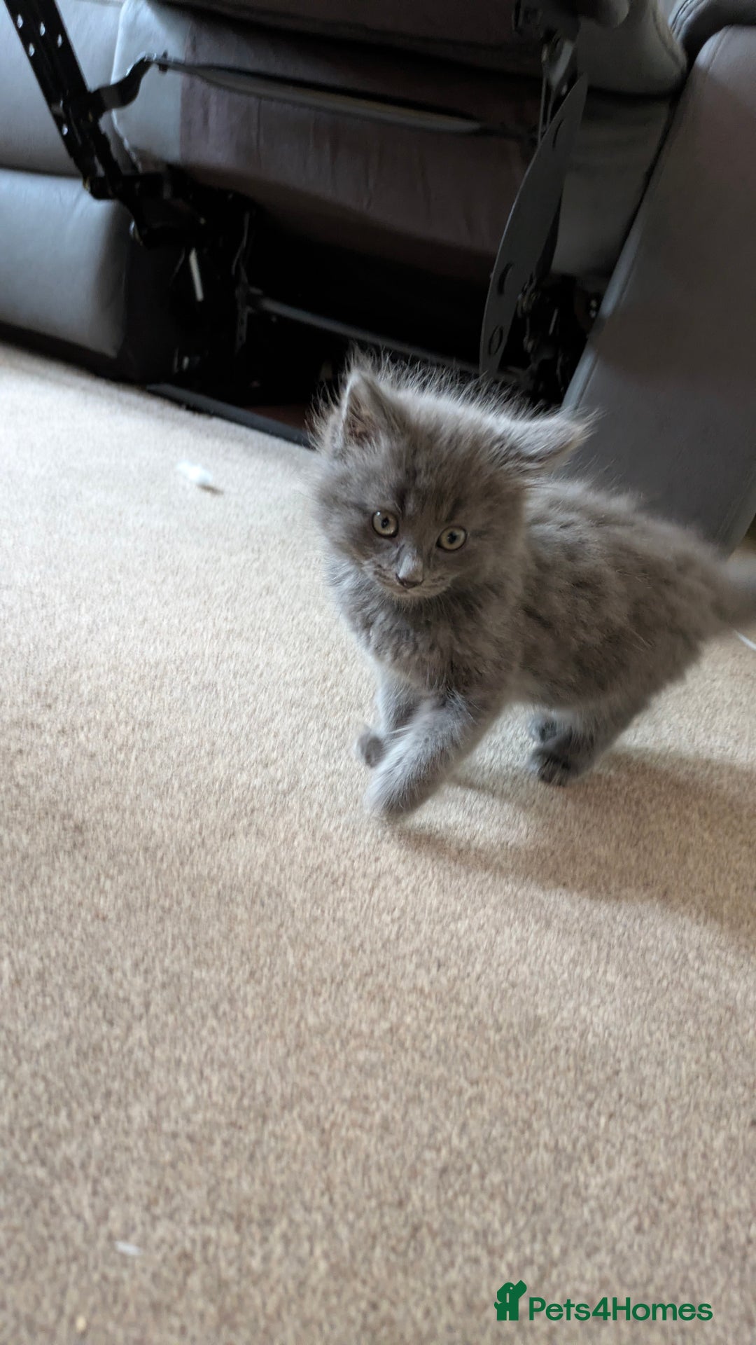 British Shorthair cats for sale: 2 female kittens available  - Image 1