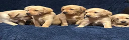 Labrador Retriever dogs for sale: Fetch labrador puppies - Advert 3
