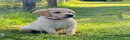 Labrador Retriever dogs for sale: KC Registered Labrador Retriever puppies  - Advert 3
