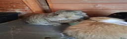 Mini Lop rabbits for sale: Mini lop - Advert 30