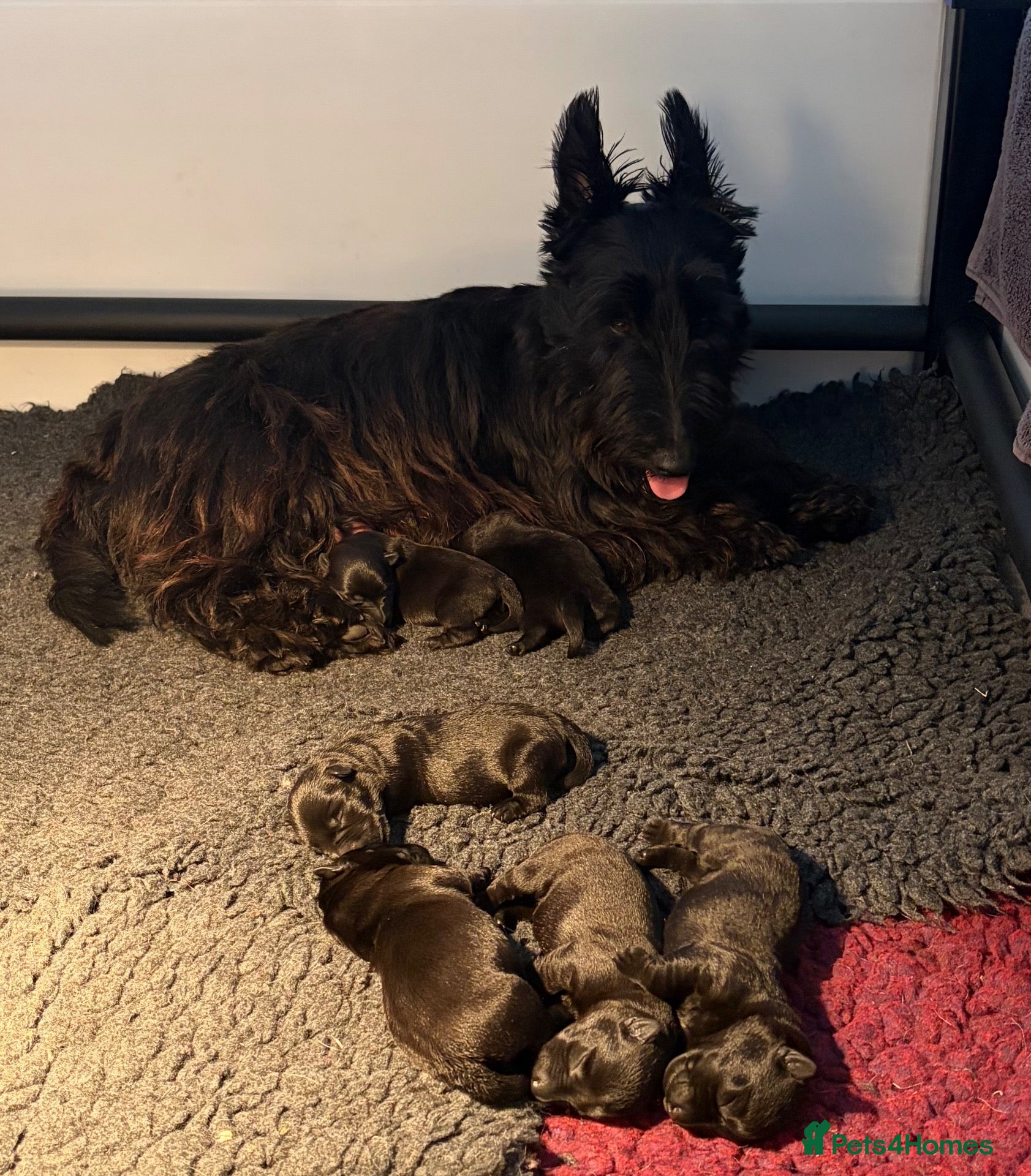 Scottish Terrier dogs for sale: Outstanding Scottish terrier pups parents DNA H Td - Advert 2