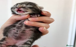 Domestic Shorthair cats for sale: 5 adorable kittens - Image 6