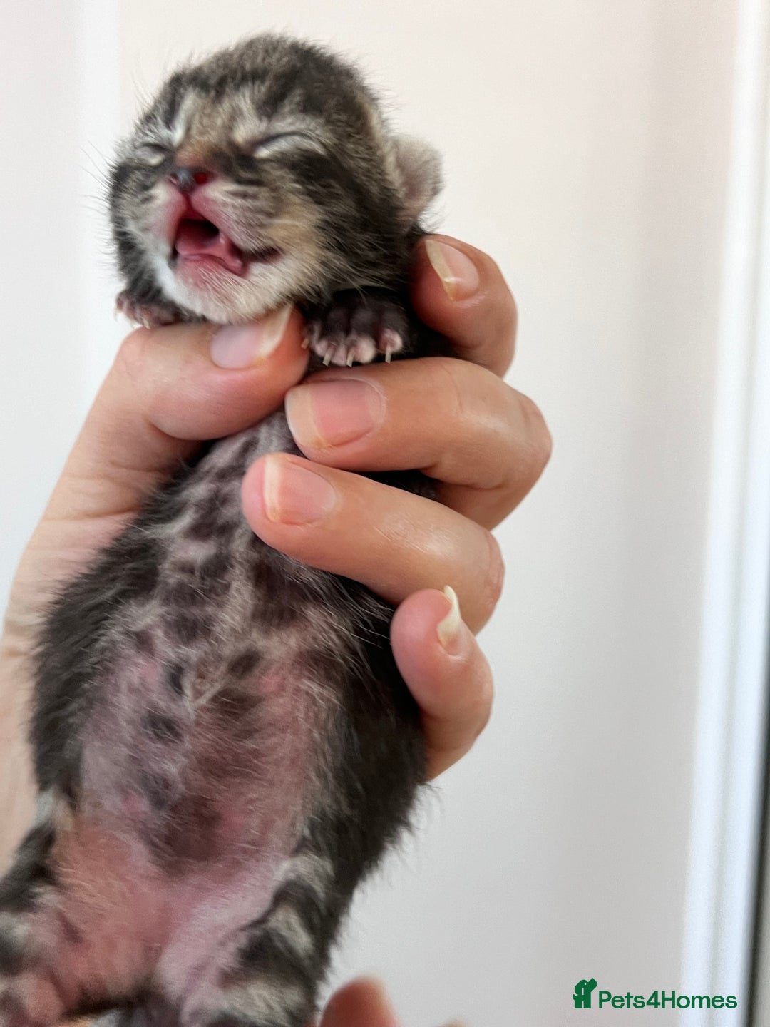 Domestic Shorthair cats for sale: 5 adorable kittens - Image 6