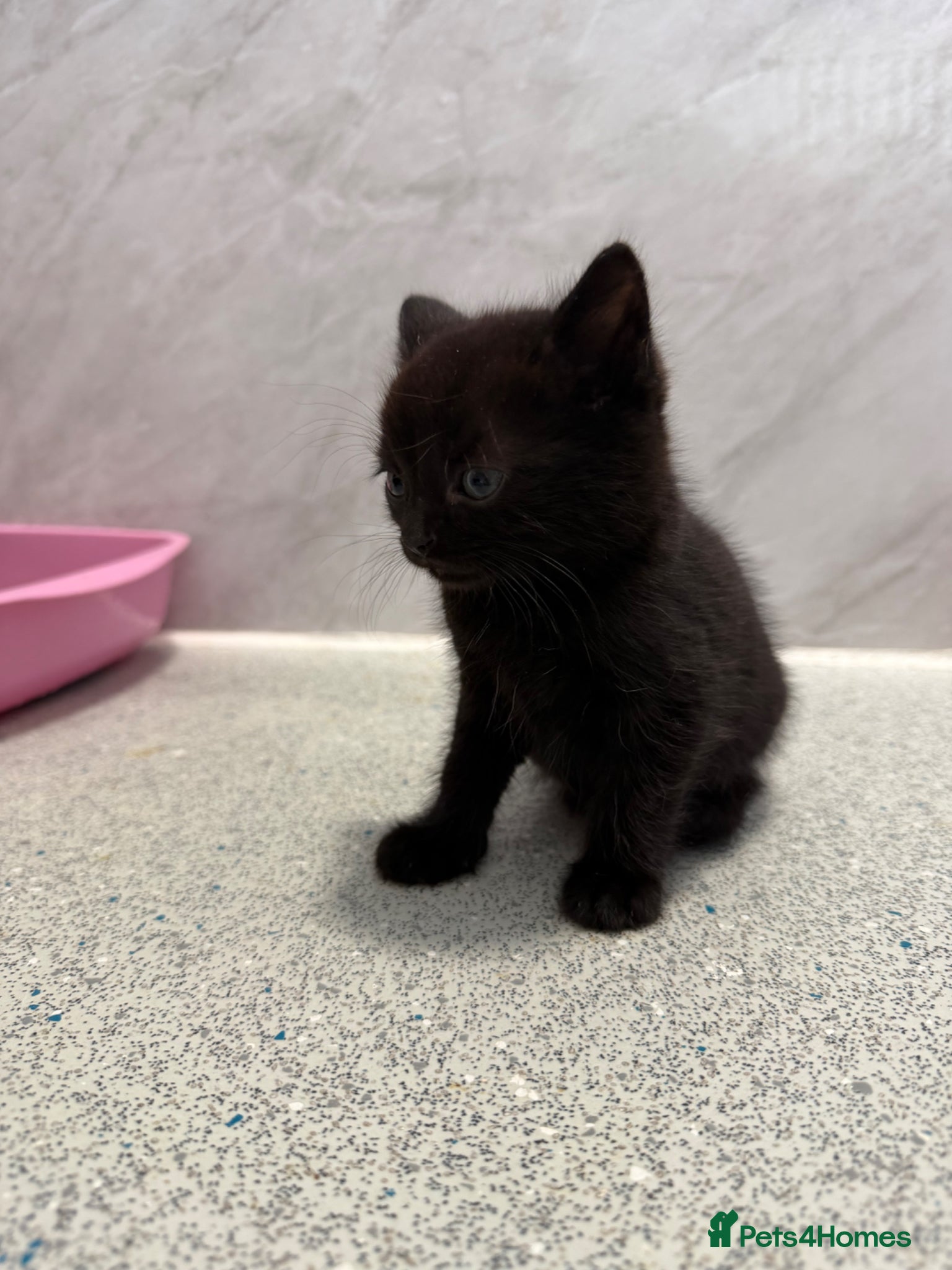 Mixed Breed cats for sale: Male Kittens  - Advert 13