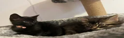 Mixed Breed cats for sale: Kittens looking for a forever home  - Advert 8