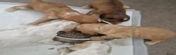 Cocker Spaniel dogs for sale: !!KC Registered Beautiful Cocker Spaniels!!!  - Advert 6