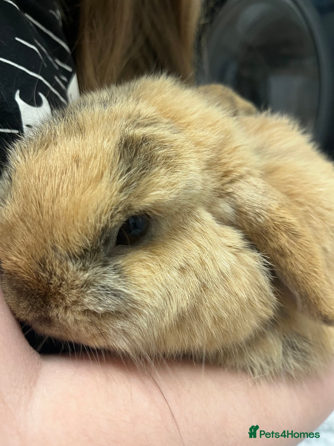Mini Lop rabbits for sale: Beautiful Golden Harlequin Doe - Advert 6