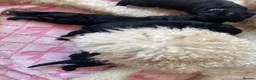 Bernedoodle dogs for sale: STUNNING DNA CLEAR BERNEDOODLES  - Advert 21