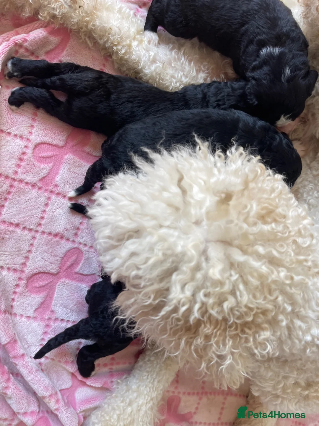 Bernedoodle dogs for sale: STUNNING DNA CLEAR BERNEDOODLES  - Advert 21
