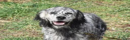 English Setter dogs for adoption: Jim   in Warrington - Advert 8