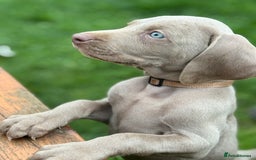 Weimaraner dogs for sale:  Ready next week✨1 Boy & last few Girls Available✨ - Image 31