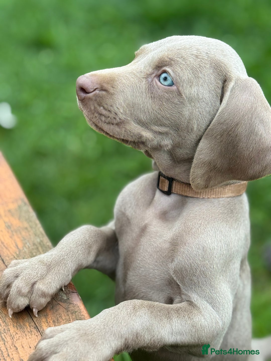 Weimaraner dogs for sale:  Ready next week✨1 Boy & last few Girls Available✨ - Image 31
