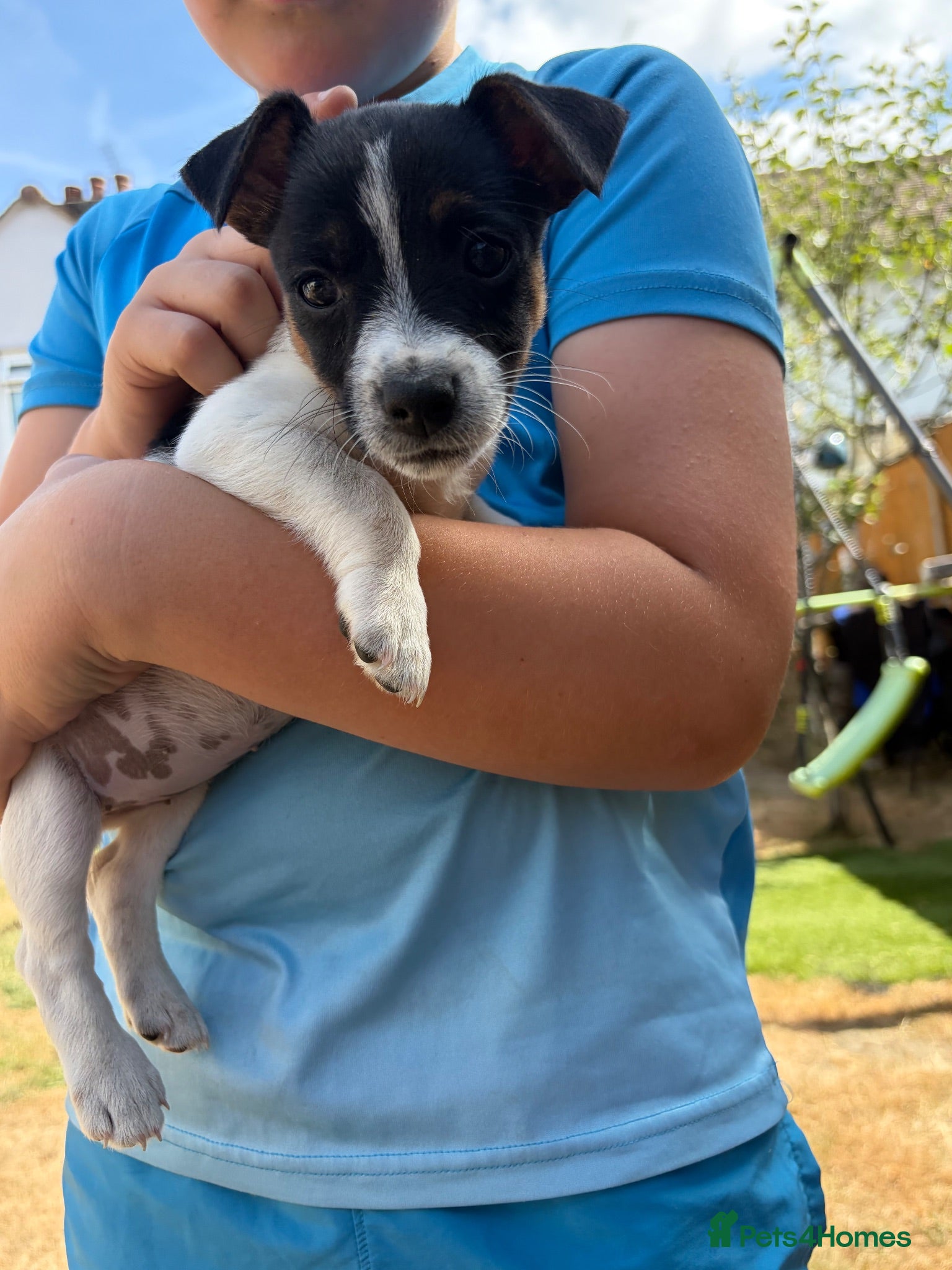 Jack Russell dogs  jack russell puppies  - Advert 2