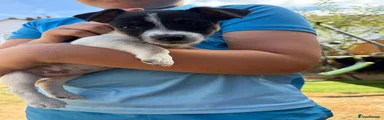 Jack Russell 4