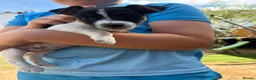Jack Russell dogs for sale:  jack russell puppies  in Orpington - Advert 2