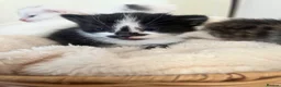Turkish Angora cats for sale: Four Adorable Kittens!  - Advert 10