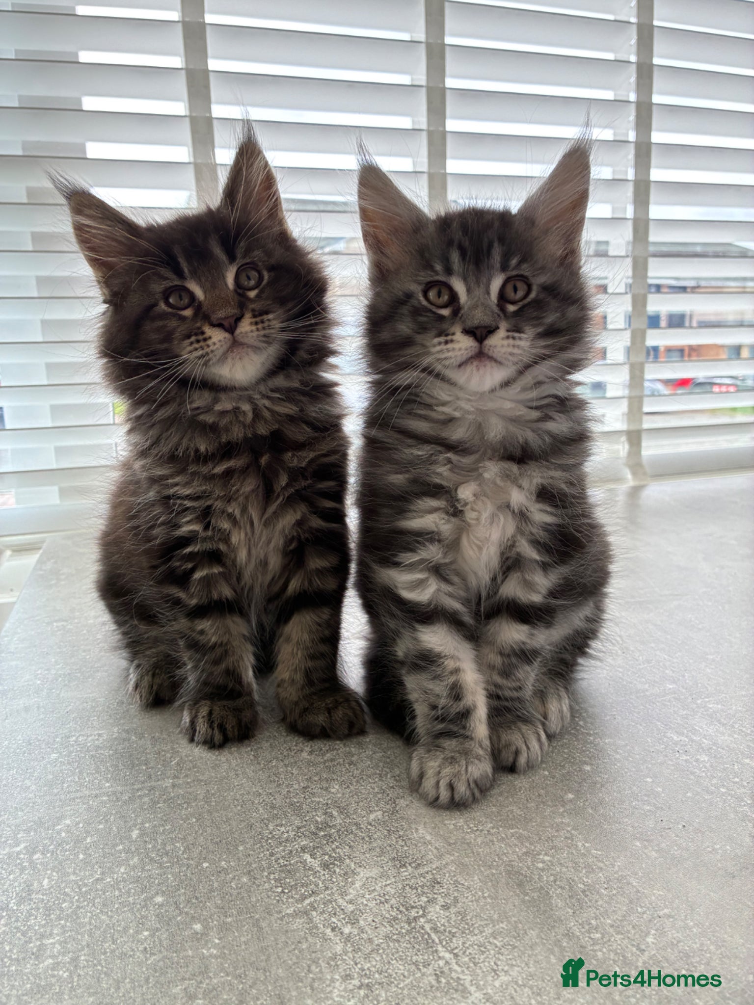 Maine Coon cats Maine coon kittens  - Advert 10