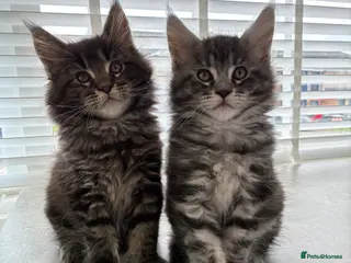 Maine Coon cats Maine coon kittens - Advert 10