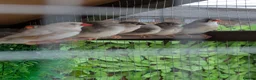 Finches birds for sale: zebra finches males and females read description  in Barnsley - Advert 1