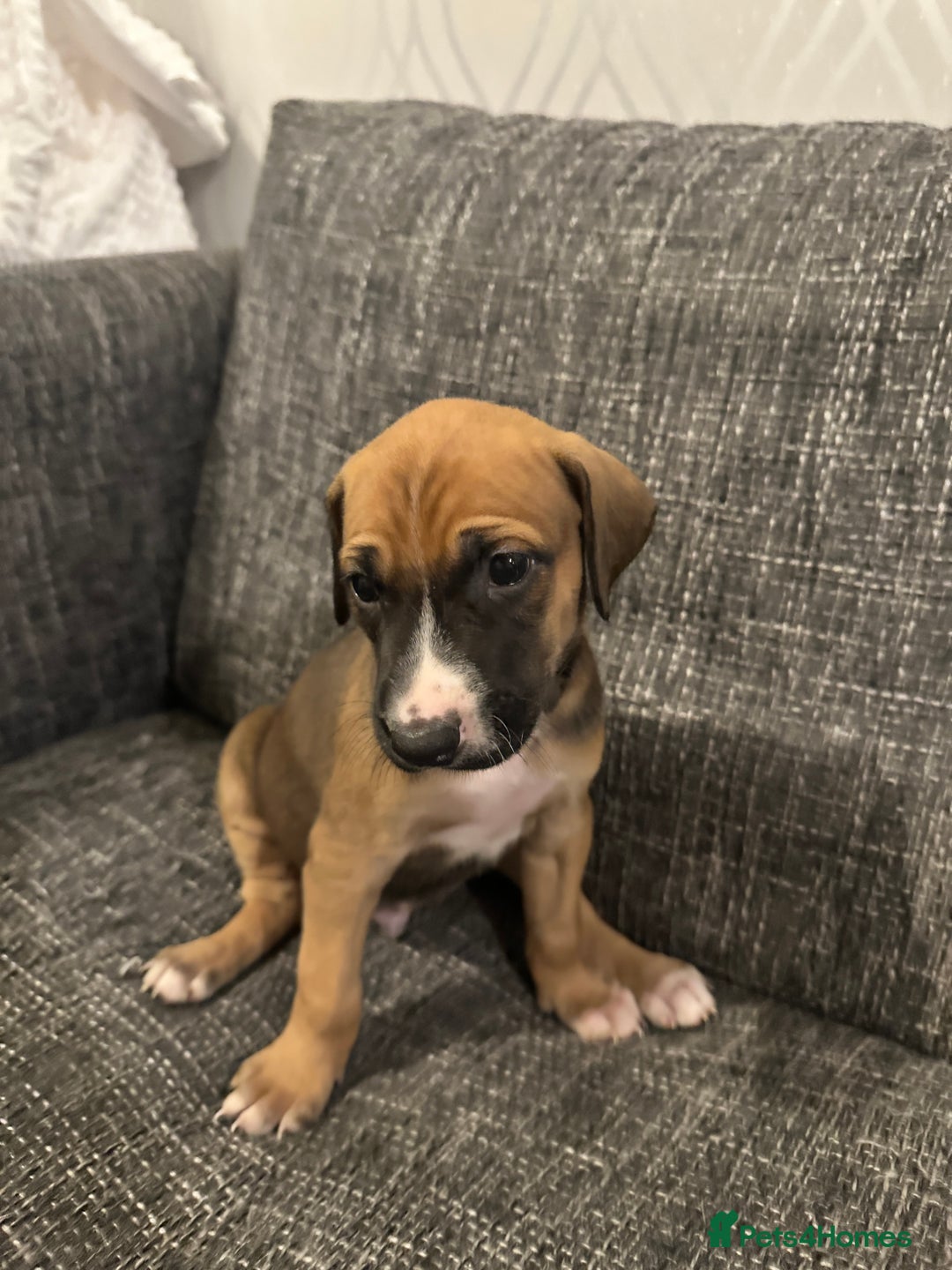 Mixed Breed dogs for sale: Bull X Lurchers - Working Lines - Image 16