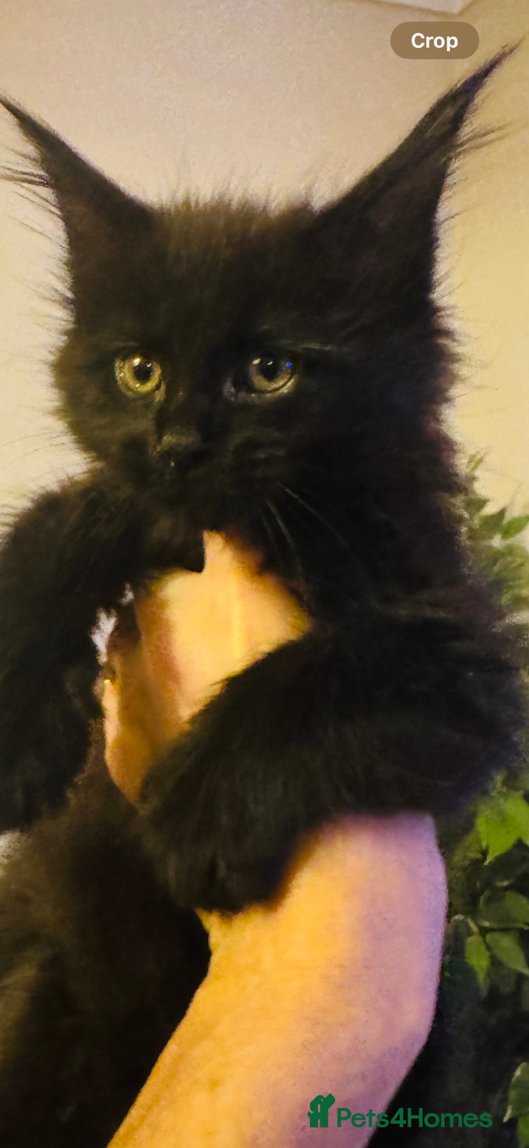 Maine Coon cats for sale: Stunning Pure Bred Maine Coons - Advert 11