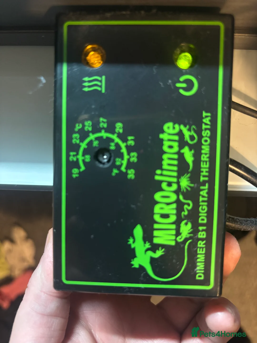 Corn Snake reptiles for sale: Juvenile Amel Tessera Corn Snake - Advert 13