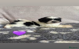Lhasa Apso dogs for sale: Lhasa apso Last pup  - Image 2