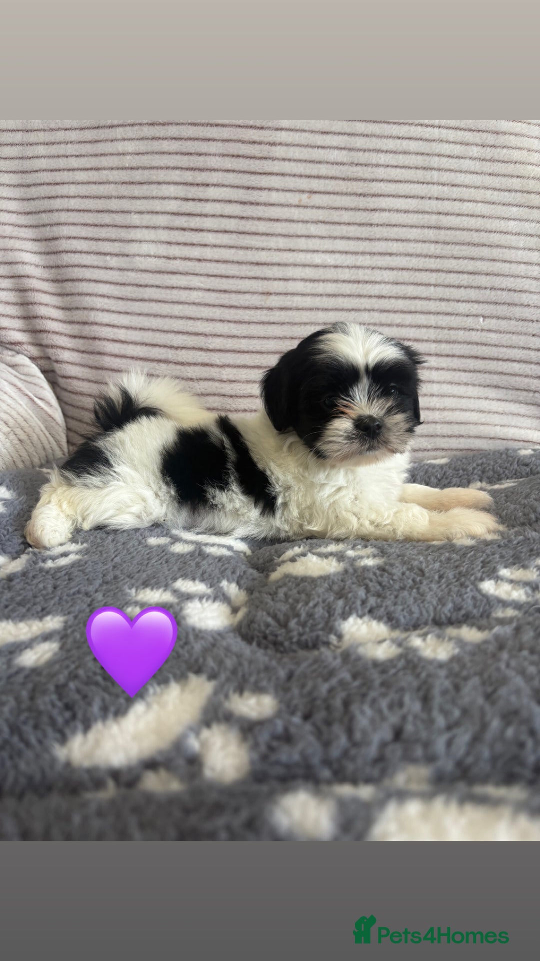 Lhasa Apso dogs for sale: Lhasa apso Last pup  - Image 2
