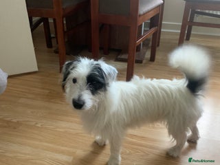 Jack Russell dogs in Brighton - Advert 27