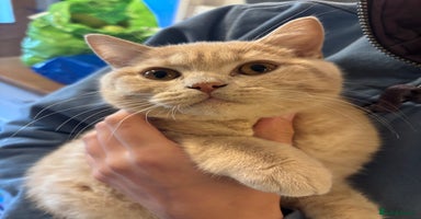 British Shorthair cats - Advert 3