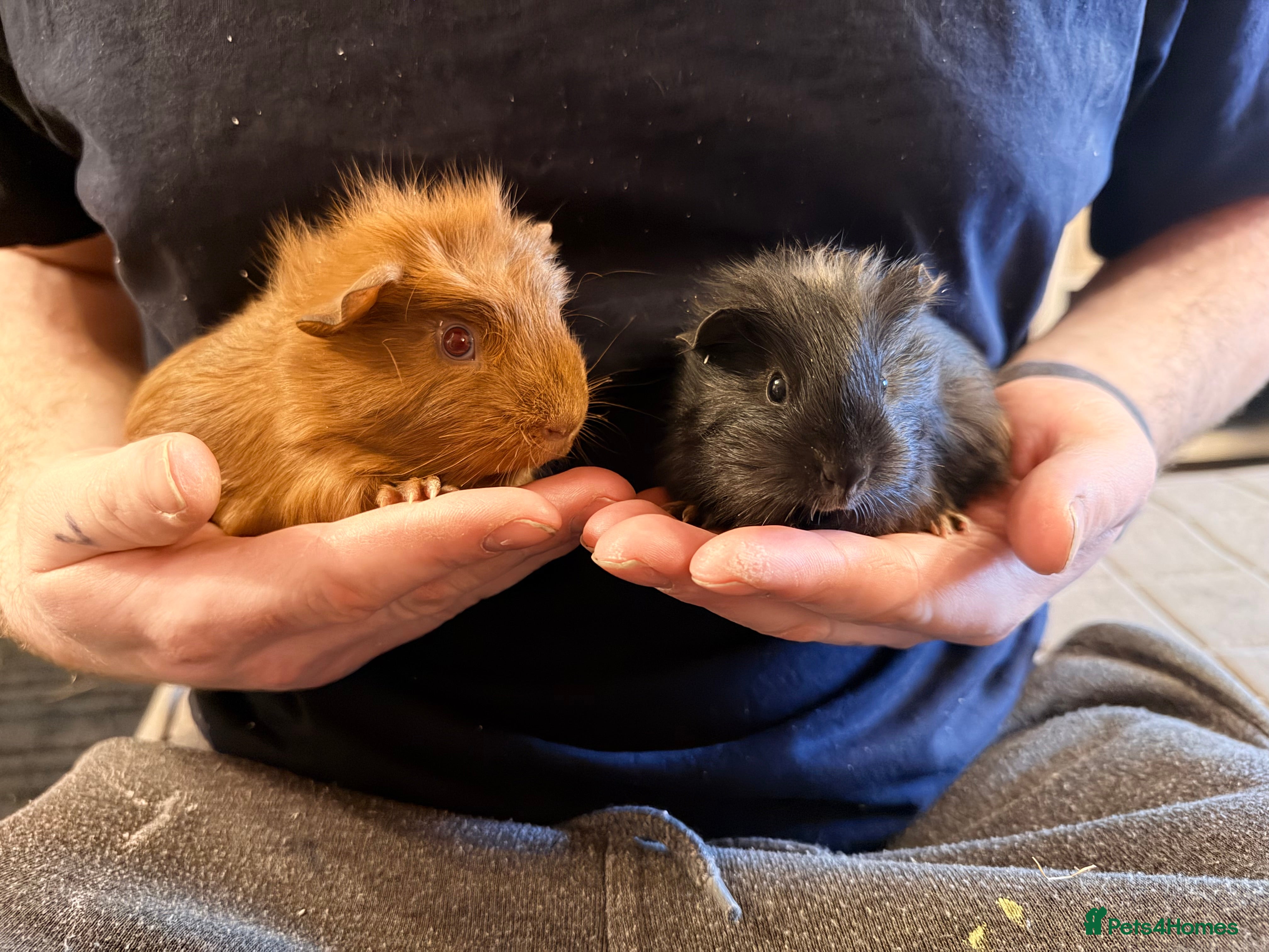 Guinea Pig rodents Our last 2 boys looking for their forever homes - Advert 1