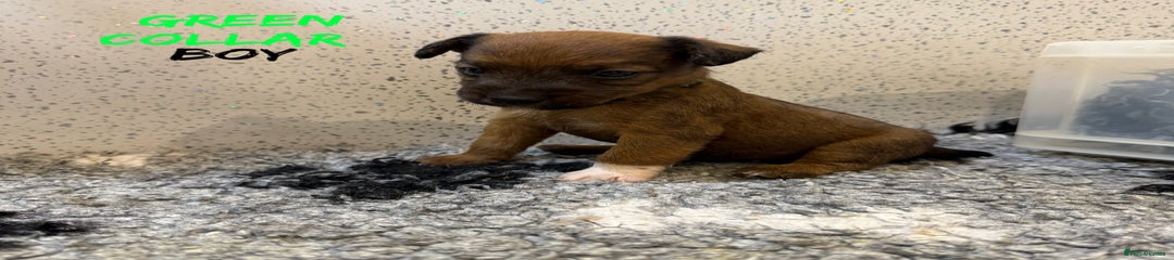 Puppy 1 Green collar boy 