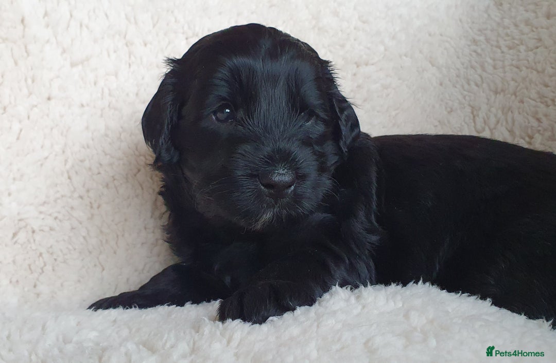 Australian Labradoodle dogs for sale: Health-tested Australian Labradoodle puppies - Image 8