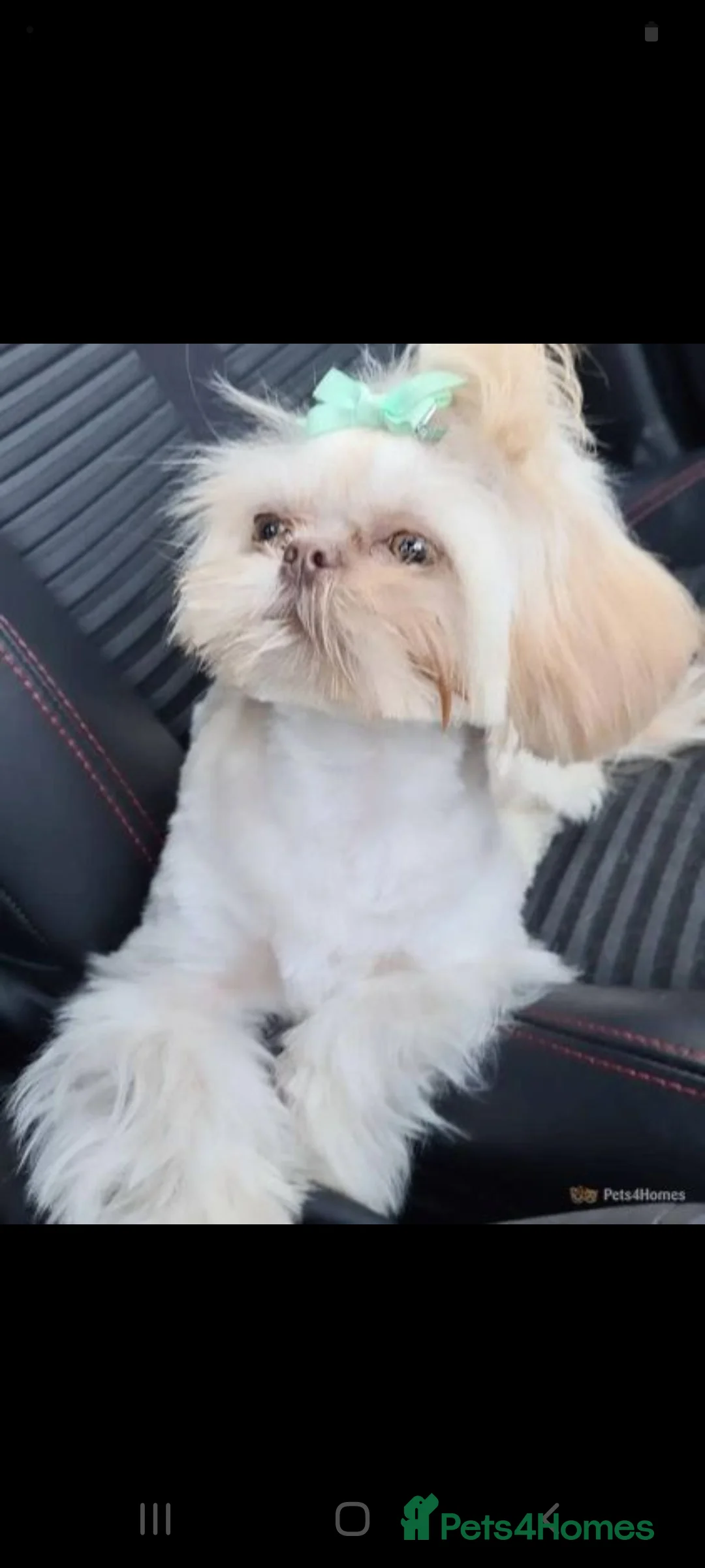 Shih Tzu dogs for stud: LAVENDER Tiniest lavender stud in Wales  in Cardiff - Advert 9