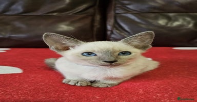 Siamese cats Adorable siamese boy kitten 😸  - Advert 12