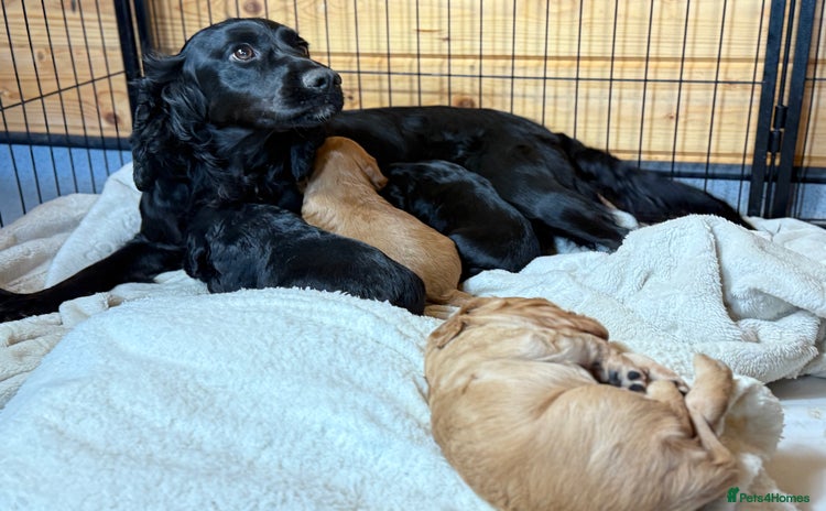 Cocker Spaniel dogs - Advert 2