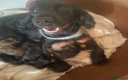 Cocker Spaniel dogs for sale: Cocker spaniel pups  - Image 4